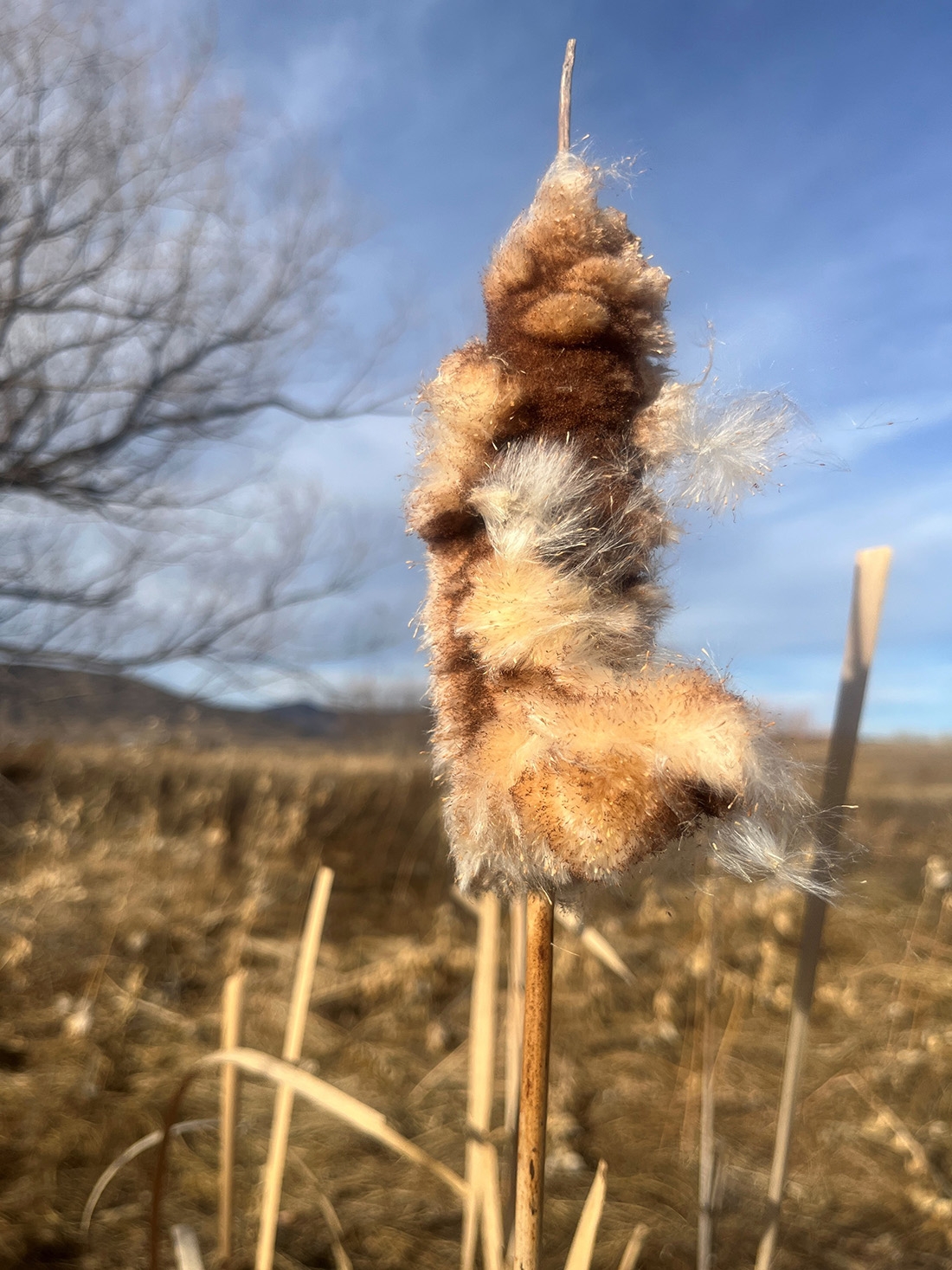 cattail going to seed