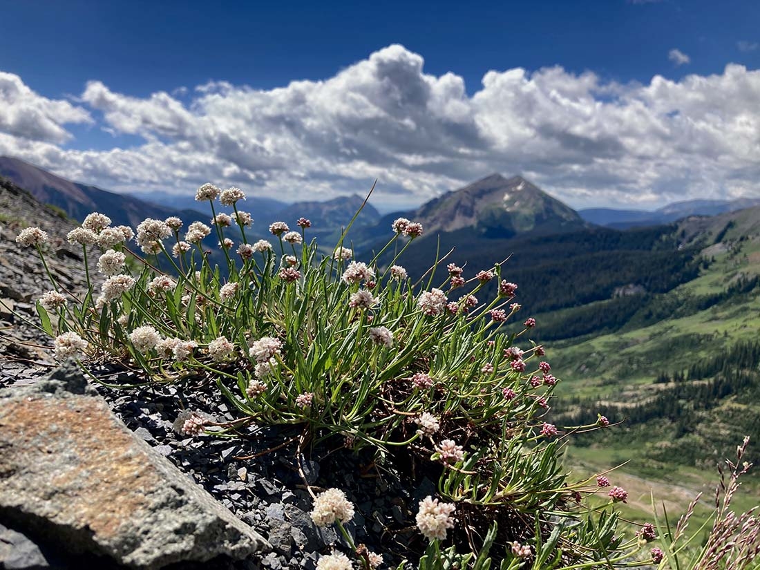 Eriogonum coloradense in foreground on rocky outcropping with mountains and valley in background