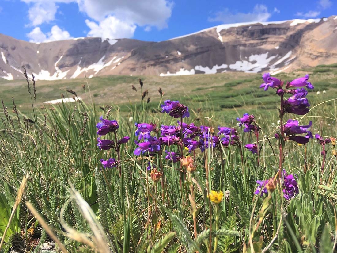 Purple Penstemon hallii with mountains in background