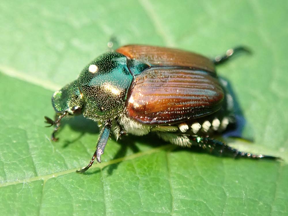 Japanese Beetle Biological Control Release 