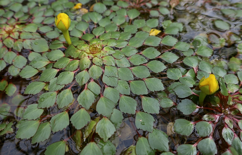 Mosaic Plant Ludwigia sedioides
