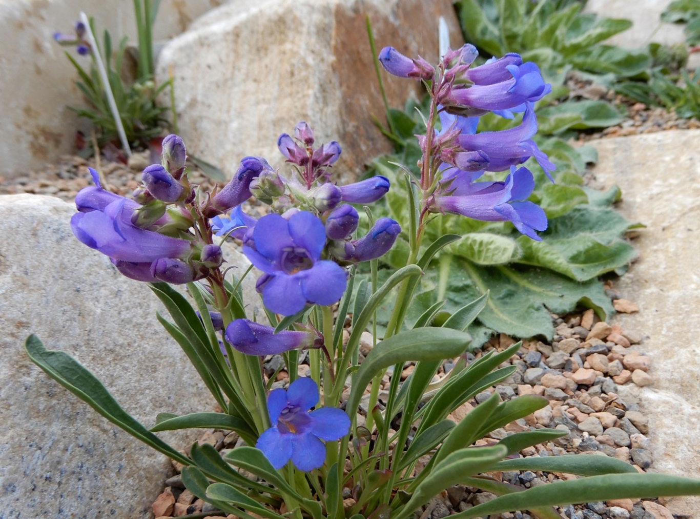 April Walking Tour Rock Alpine Garden Denver Botanic Gardens