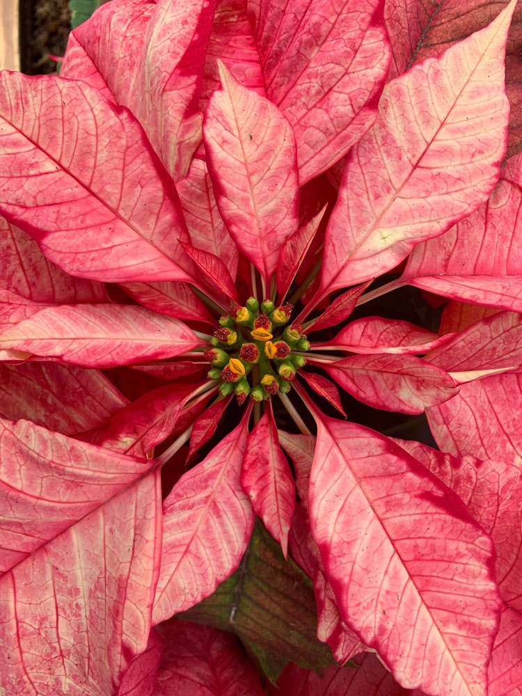 Pretty in Pink . . . and Red and White | Denver Botanic Gardens