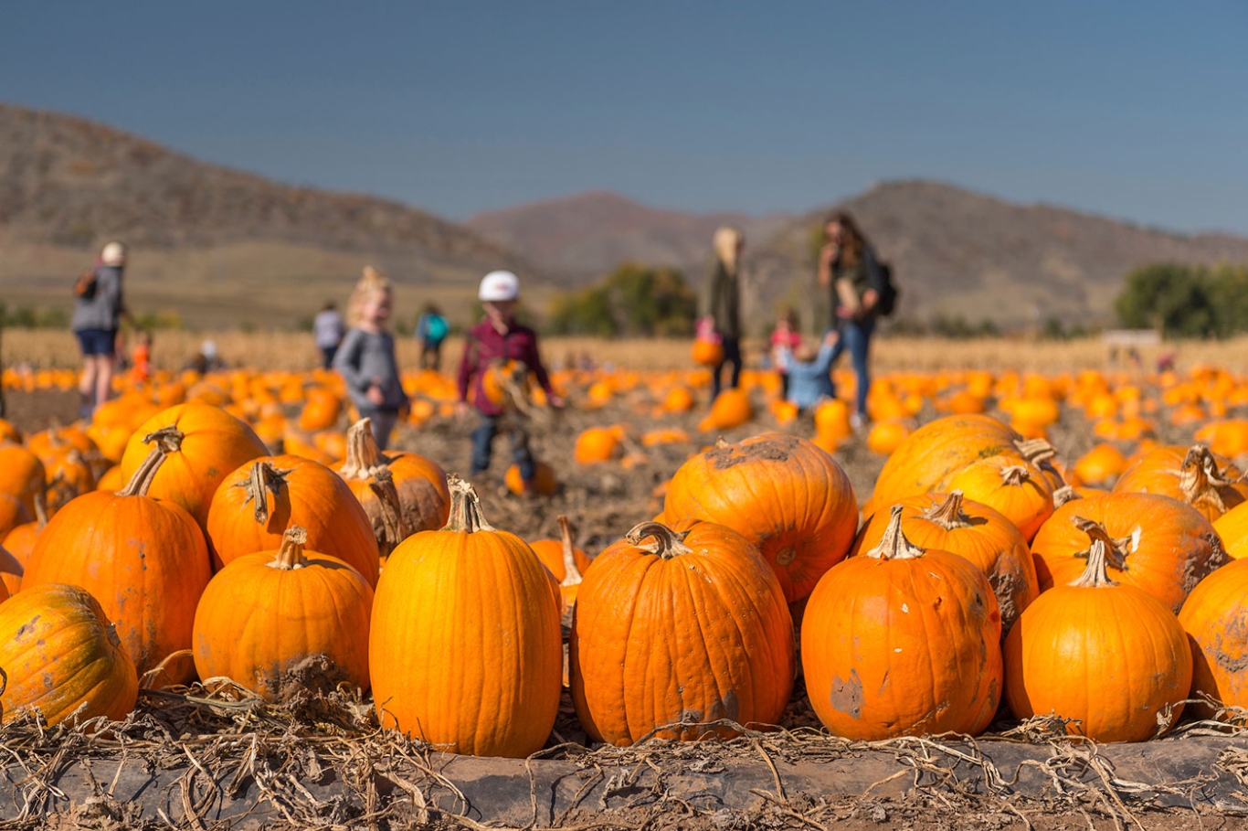 Pumpkin Festival Denver Botanic Gardens