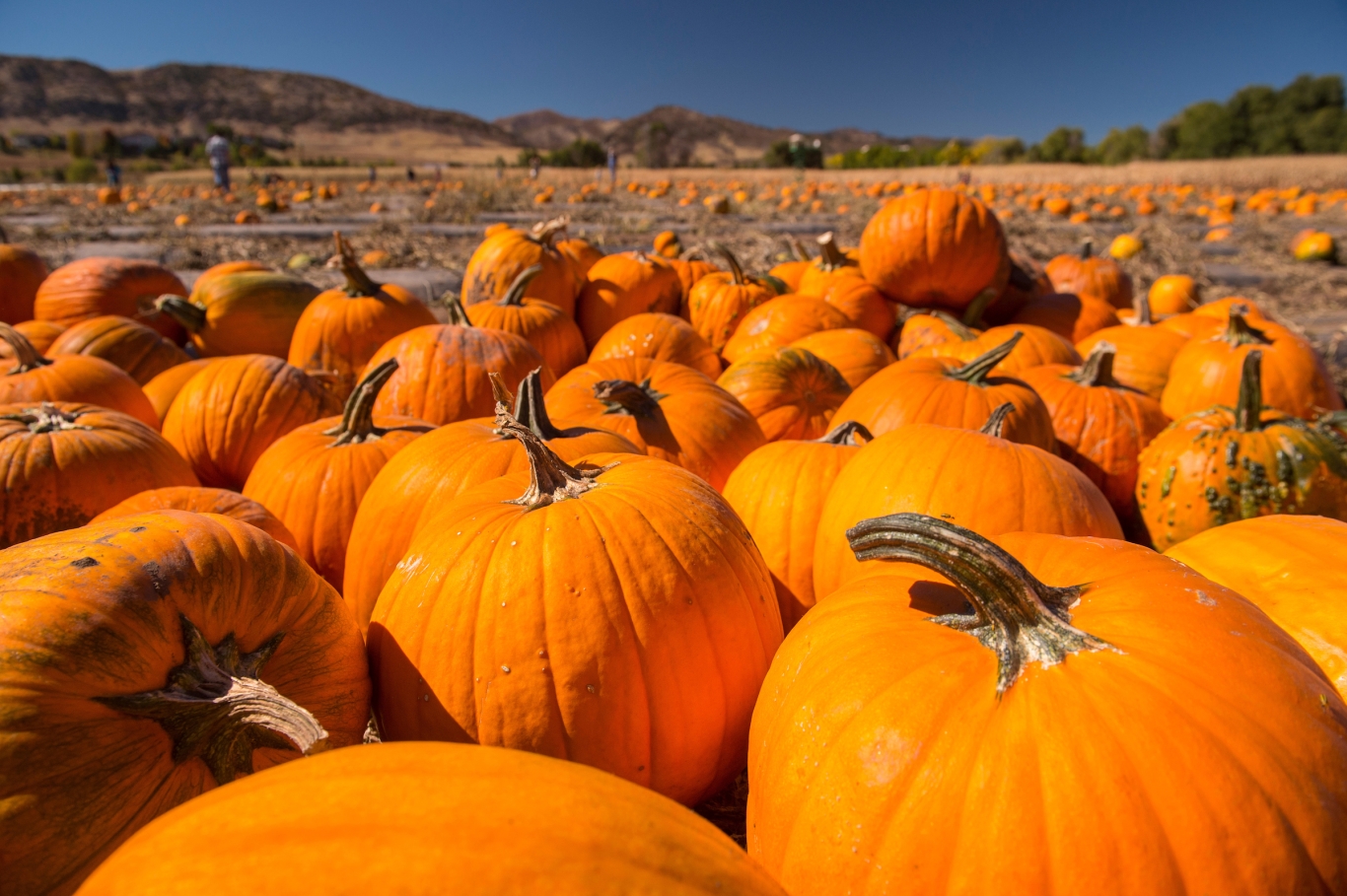 pumpkin-festival-denver-botanic-gardens