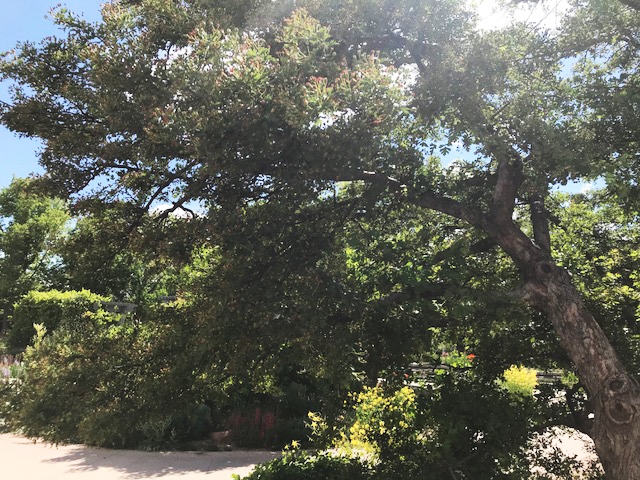 Hawthorn (Crataegus ambigua) 