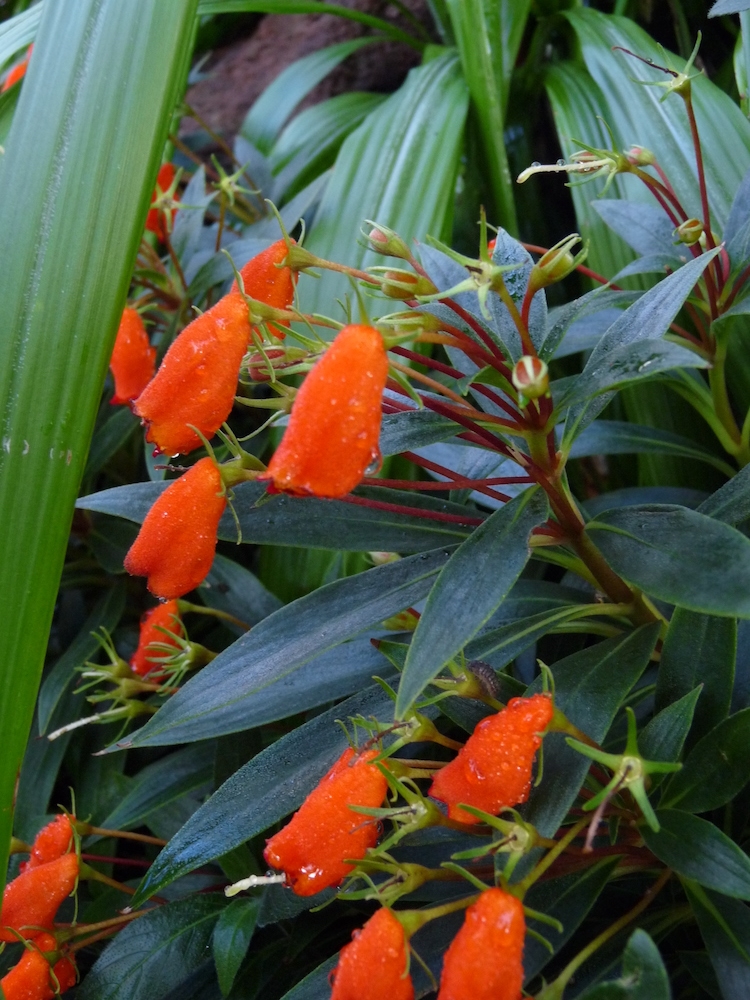 January Walking Tour - Winter Respite | Denver Botanic Gardens