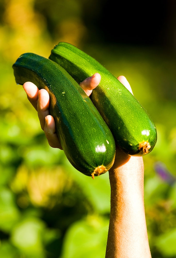 zucchini