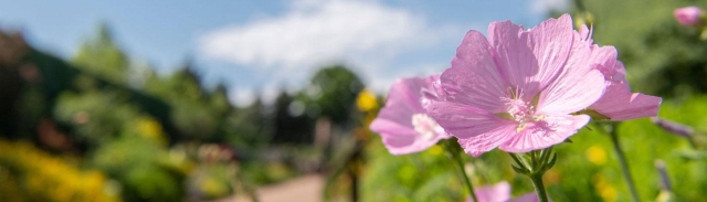 Pink flowers