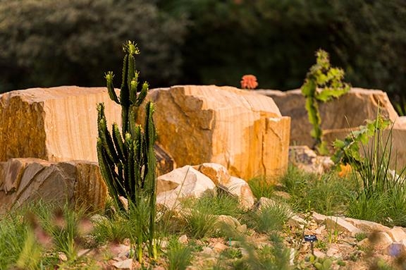 Steppe Garden