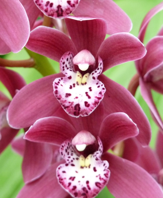 Denver Orchid Society Show and Sale | Denver Botanic Gardens