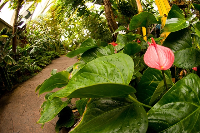 All About Tropical House Plants & Tropical Plant Care
