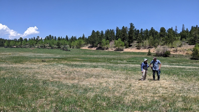 Colorado blue spruce (Plants of Chatfield State Park) · iNaturalist