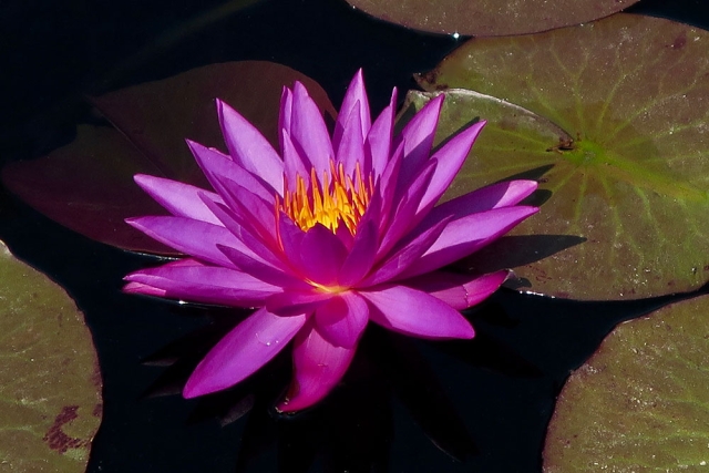 August Walking Tour – Water Gardens | Denver Botanic Gardens