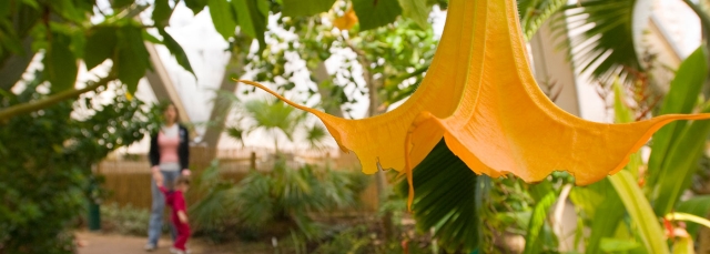 Boettcher Memorial Tropical Conservatory banner