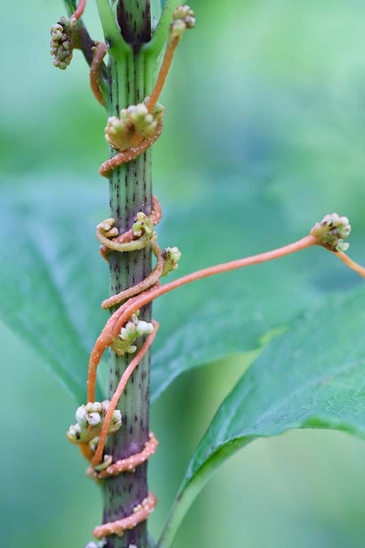 parasitic roots cuscuta