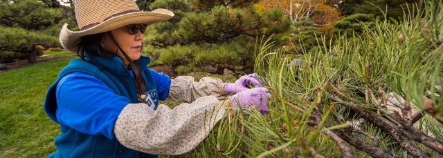 Volunteer working in the Shofu-en Japanese Garden, trimming a pine tree