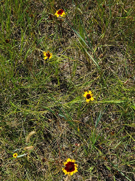 Coreopsis tinctoria