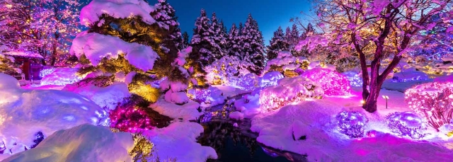 Blossoms of Light in the snow