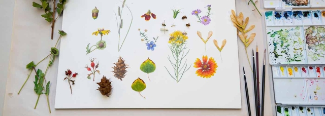 Botanical illustration of flowers