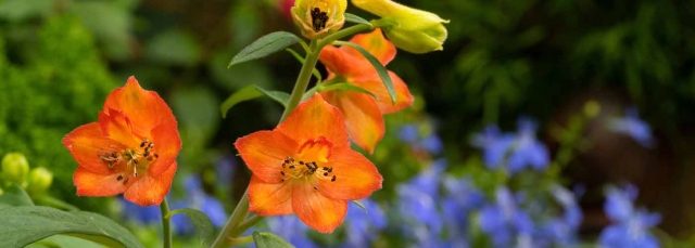 IRA banner with orange and blue flowers