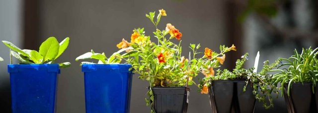 Plants in pots for sale at Spring Plant Sale