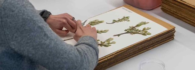 Person documenting a plant specimen in the herbarium at Denver Botanic Gardens