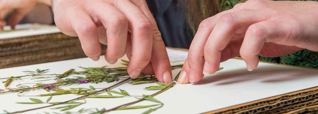 Person mounting leaves on a sheet in the herbarium