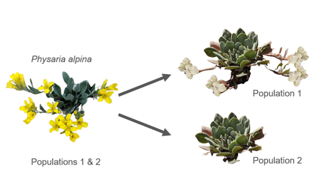 Figure of flowering Physaria alpina