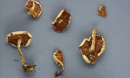 mushroom specimen thumbnail