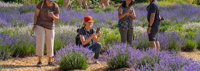 People taking pictures of lavender in the Lavender Garden