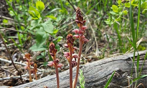 striped coralroot orchid thumbnail