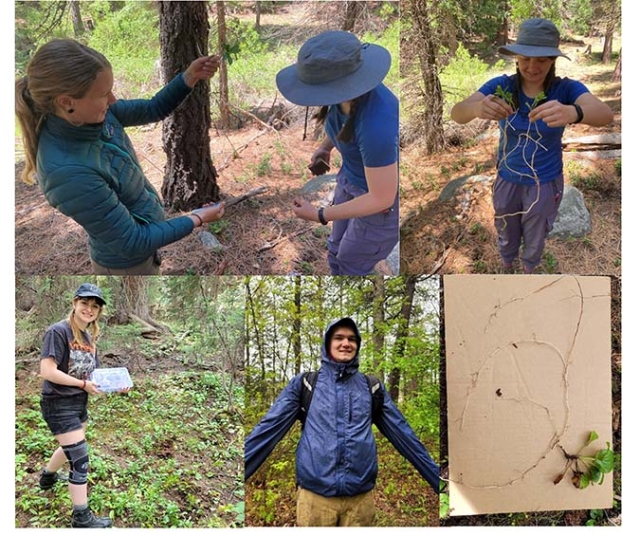 photo collage of people collecting plant samples in forested areas