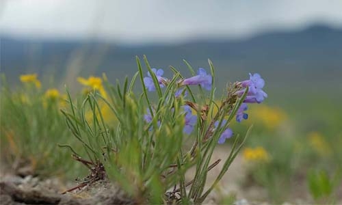 Penstemon pendlandii thumbnail