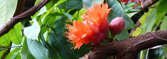 Bright red/orange flowers 