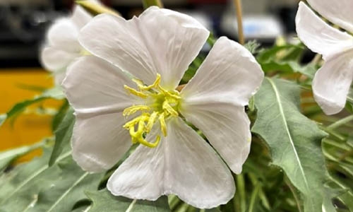 Oenothera harringtonii thumbnail