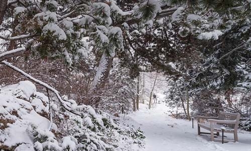 Inside the Gardens winter cover image