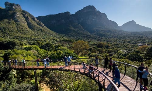 Tree canopy walkway thumbnail