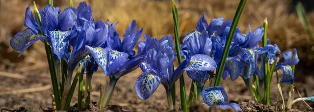 Purple dwarf bulbous iris (Iris Reticulata)