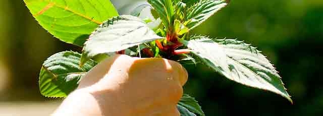 Child's hand holding a plant