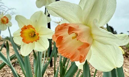 Pink Charm daffodil close up