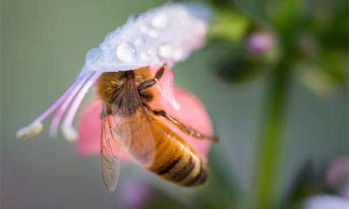 bee in a blossom thumbnail image