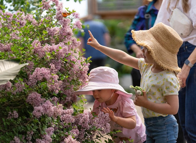 a little girl points at a butterfly on a lilac bush