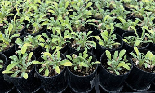 H. villosa individuals thumbnail