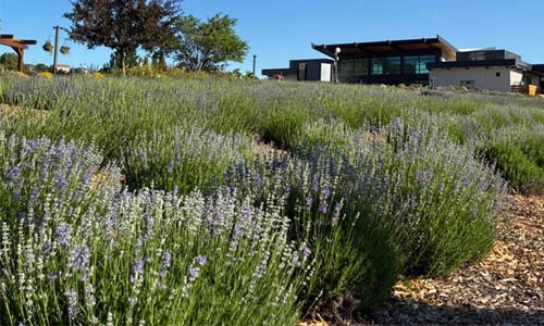 lavender collection thumbnail