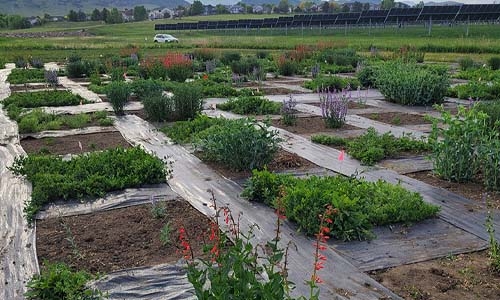 A farm with plots mapped out for experiments with Penstemon
