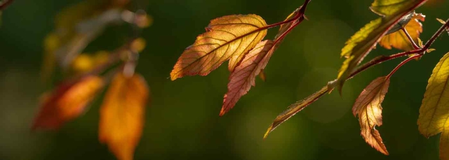 Light shining through leaves