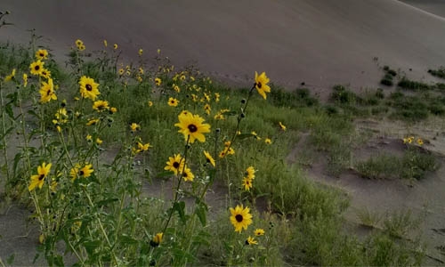 Helianthus petiolaris thumbnail