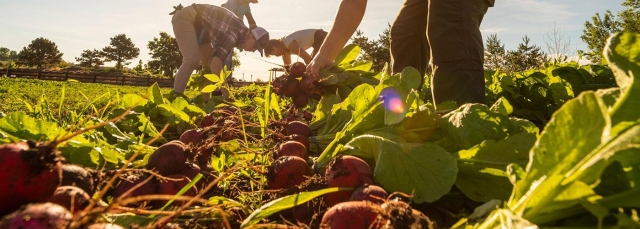 Farmers pulling radishes in the field