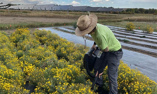 person in flower plot, digging
